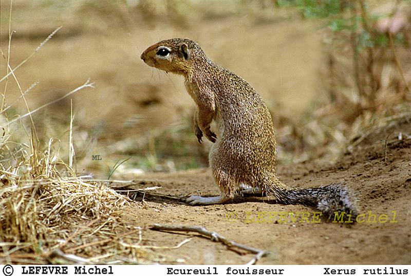 340 Ecureuil terrestre.jpg - Ecureuil fouisseur d'Afrique - Xerus rutilus - Samburu - Kenya